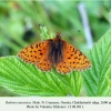 boloria caucasica ossetia male 3